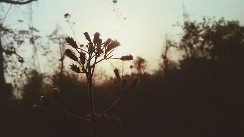 Plants growing at sunset