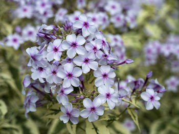 Close-up of purple flowering plants