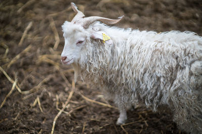 Sheep grazing on field