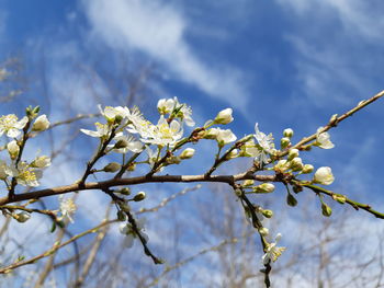 Low angle view of flowering plant against sky