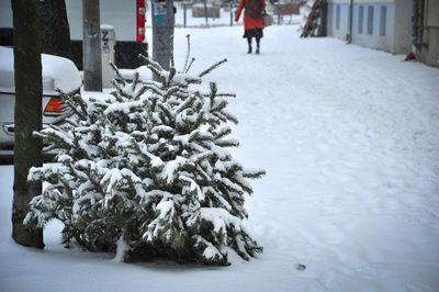 Snow covered trees