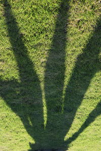 High angle view of shadow on grass