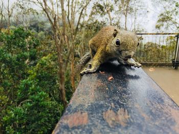 Close-up of squirrel on tree trunk