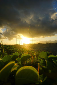 Plants growing on land against sky during sunset