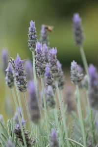 Close-up of purple flowering plant