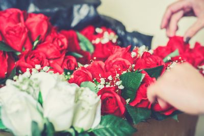 Cropped hands of woman holding red roses