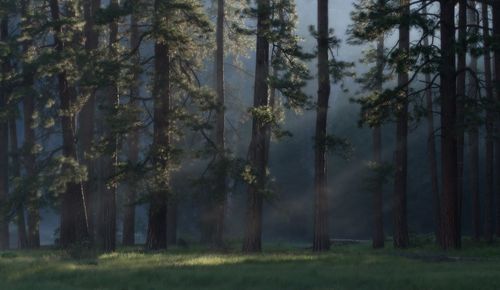 Trees on field in forest