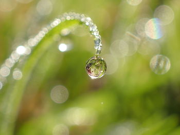 Close-up of water drops on plant