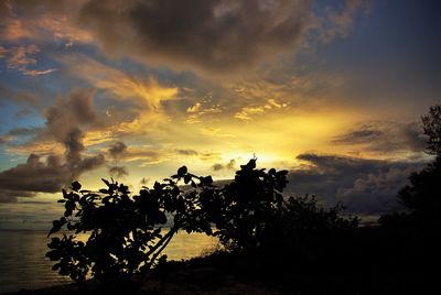 Silhouette of trees against cloudy sky