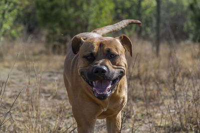 Portrait of a dog on field