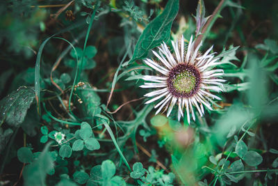 Close-up of flowering plant on field