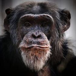 Close-up portrait of chimpanzee