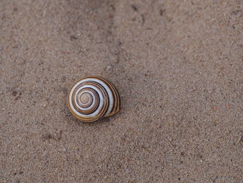 Close-up of a snail on sand