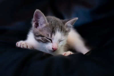 Close-up of kitten sleeping on bed