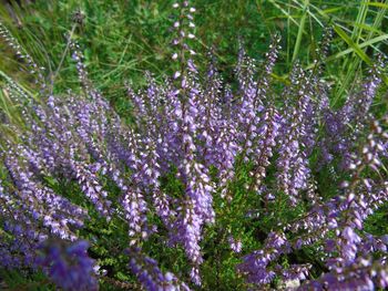 Close-up of purple flowering plants