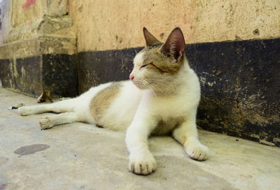 Close up cats - cats sleep on the roadside