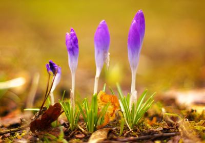 Close-up of purple crocus flowers