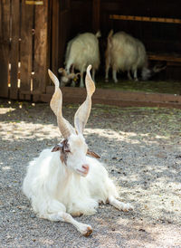 Girgentana goat lying on land. 