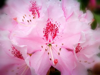 Close-up of pink cherry blossom