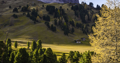 Panoramic shot of trees on landscape