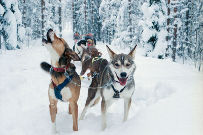 Dogs in snow