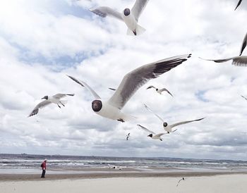 Black-headed gulls flying above beach