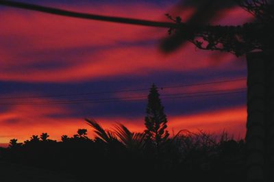 Silhouette of trees at sunset