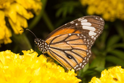 Close-up of butterfly pollinating on yellow flower