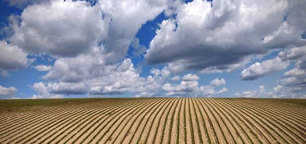 Panoramic view of agricultural field against sky