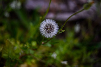 Close-up of dandelion flower