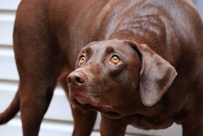 Close-up portrait of dog looking at camera