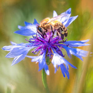 Close-up of bee on purple flower