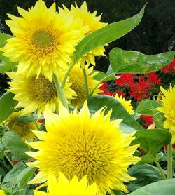 Close-up of sunflower