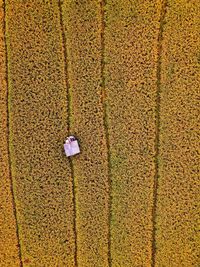 Aerial panorama of agrarian rice fields landscape like a terraced rice fields ubud bali indonesia