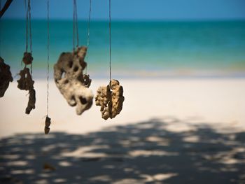 Close-up of crab hanging on beach against sky