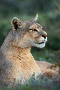 Close-up of a cat