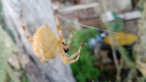 Close-up of spider on web