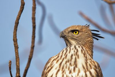 Close-up of a bird