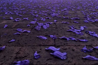 High angle view of purple leaves on sand