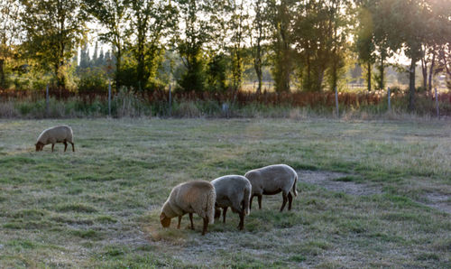 Horses grazing in a field