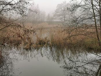 Reflection of bare trees in lake against sky
