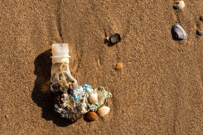 High angle view of seashells on beach