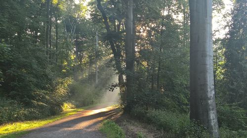 Road amidst trees in forest