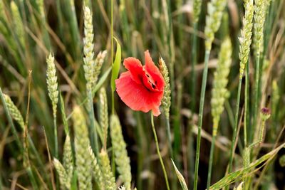 Close-up of red poppy flower blooming in garden