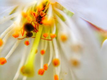 Close-up of yellow flower