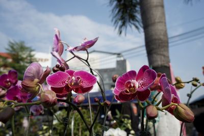 Close-up of pink flowering plant against sky