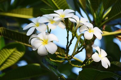 Close-up of white flowering plant