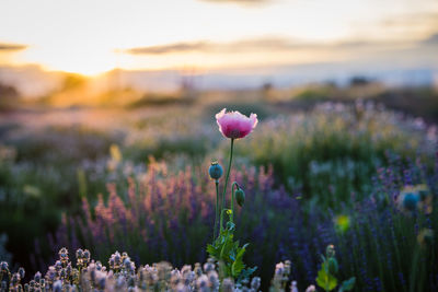 Close-up of purple flowering plants on field