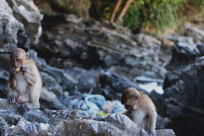 Monkey sitting on rock