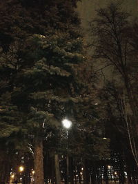 Low angle view of trees against sky at night